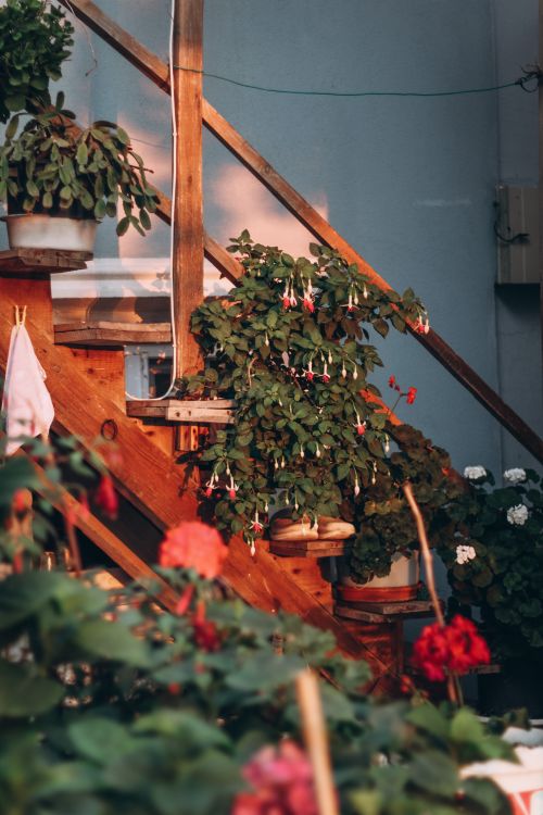 home & garden